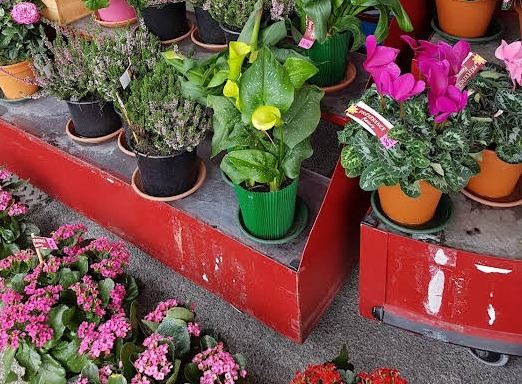 Présentoir de kalanchoés et cyclamens colorés en pot dans une caisse rouge
