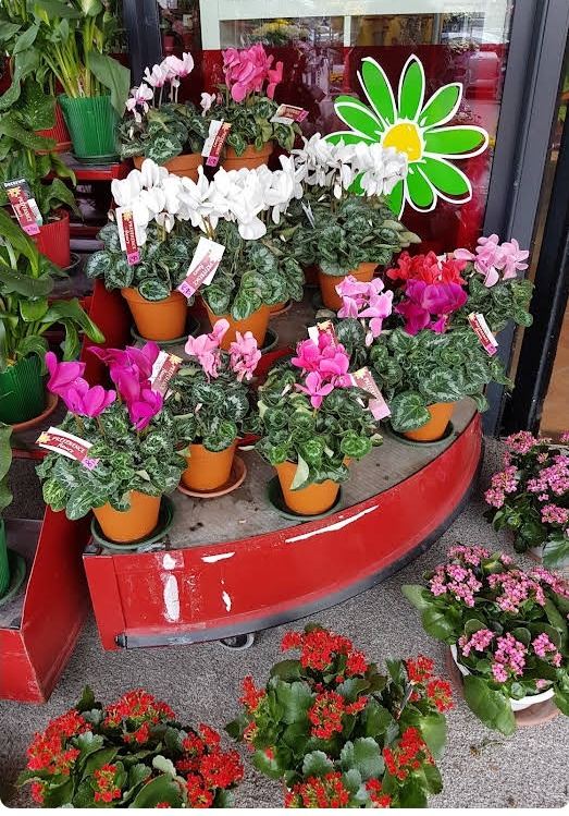 Présentoir de cyclamens blancs et roses en devanture de la boutique