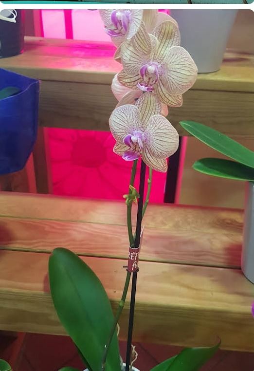 Orchidée phalaenopsis en pot, plante d'intérieur vendue en boutique