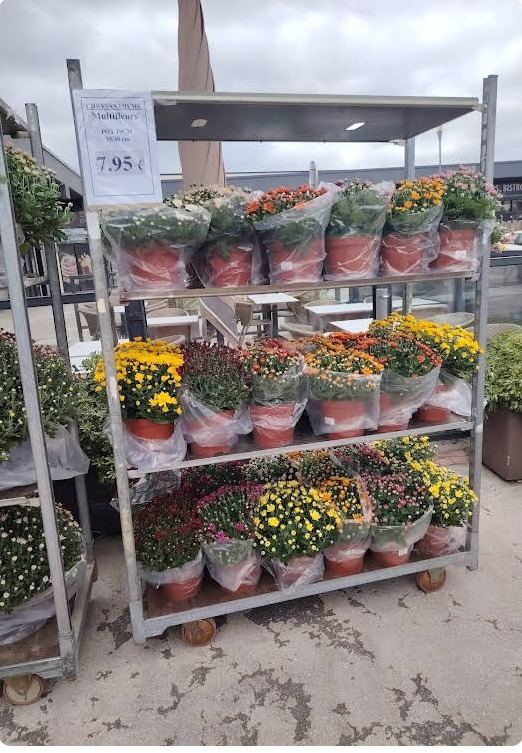 Étal extérieur de chrysanthèmes multicolores en pot, jardin et extérieur