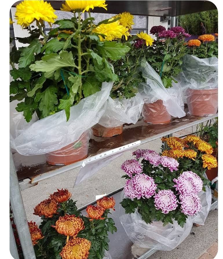 Étal de chrysanthèmes multicolores de Préférence Fleurs à Plaisance-du-Touch
