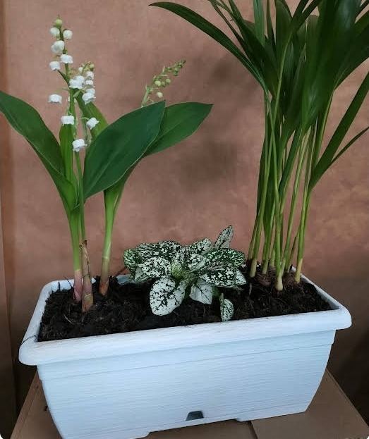 Jardinière de muguet et plantes vertes composée par Préférence Fleurs